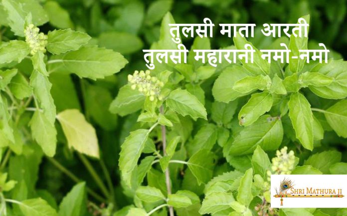 Tulsi Maharani Namo Namo Tulsi Maharani Namo Namo