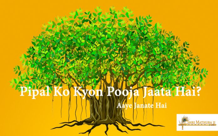 Hindu Dharm Main Pipal Ko Kyon Pooja Jaata Hai? Aaye Janate Hai